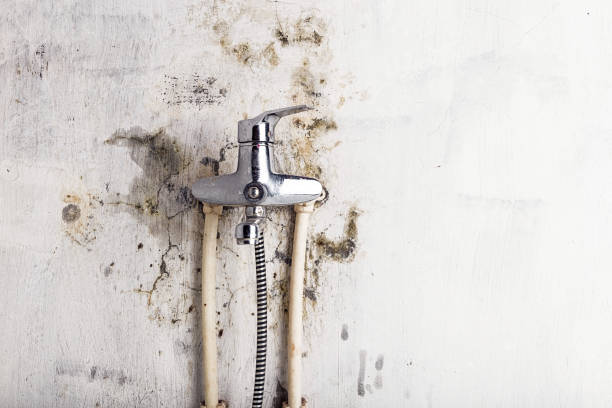 Best Local Mold Removal Service  in Berea, OH