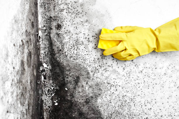 Professional Mold Removal in Berea, OH