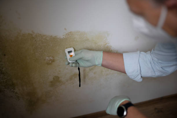 Best Mold Removal Process  in Berea, OH