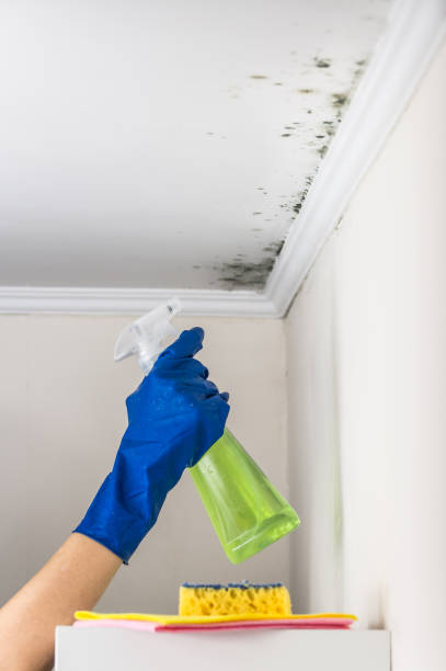 Best Mold Removal Company Near Me  in Berea, OH